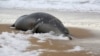 На туркменском побережье Каспийского моря обнаружены сотни мёртвых тюленей и тысячи рыб
