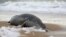 A dead Caspian seal washed ashore the Caspian Sea