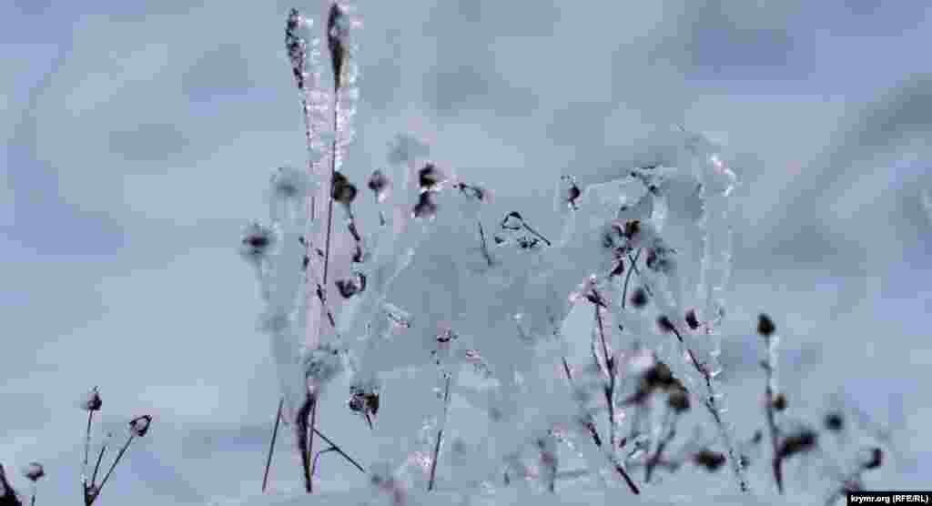 Травы Субаткана в ледяном убранстве