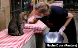 Волонтерка притулку «Котячий садок» у Барселоні гладить чотирирічного Сіпі, вересень 2020 року. Цей кіт був вуличним, а тепер допомагає своїм зразком привчати інших вуличних котів взаємодіяти з людьми – приймати від них їжу й ласку, – щоб їх можна було віддати в добрі руки