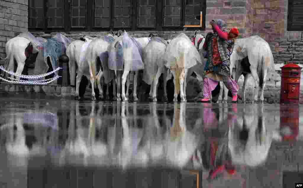 An Indian pedestrian carries a child as she walks past horses reflected in a puddle of water following heavy rains in the northern hill station of Shimla on February 28. (AFP)