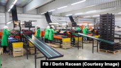 Muncitoare într-o hală de sortare și ambalare a merelor a unui producător din raionul Briceni