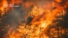 Загальна площа займання склала близько 1400 гектарів лісу