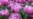 Russia Denies Political Motives In Ban Of Dutch Tulips