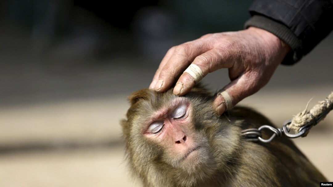 Yetuk jinsiy aloqa galereyalari