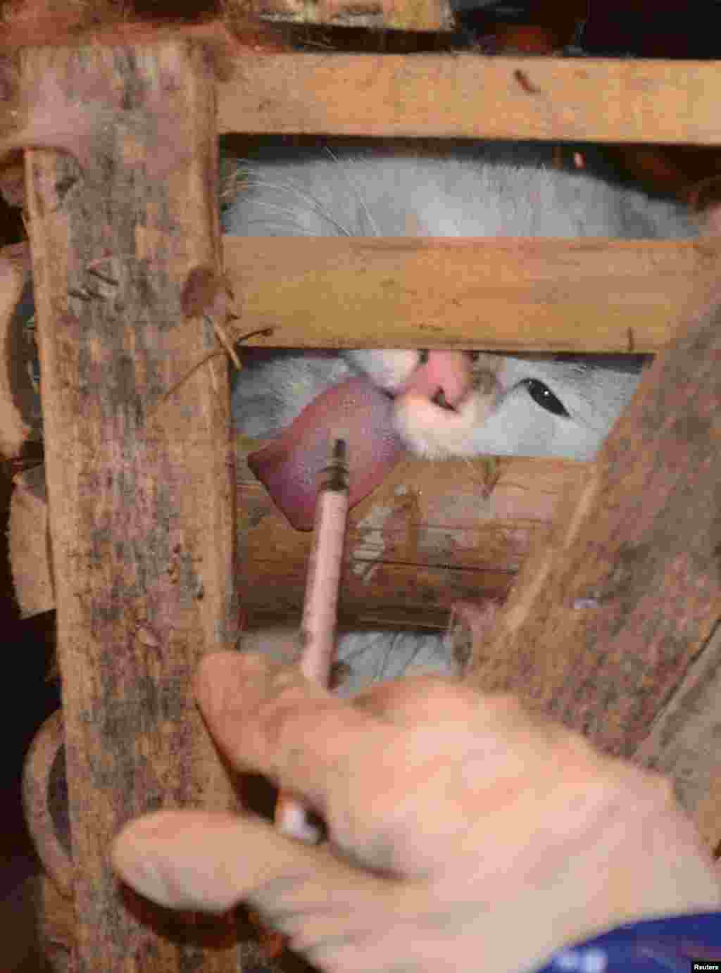 &nbsp;نجات ۱۰۰۰ گربه در راه آشپزخانه