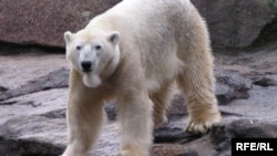 Медведь Кнут, 2007