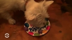 Из чего готовят пирожные для собак? (видео)