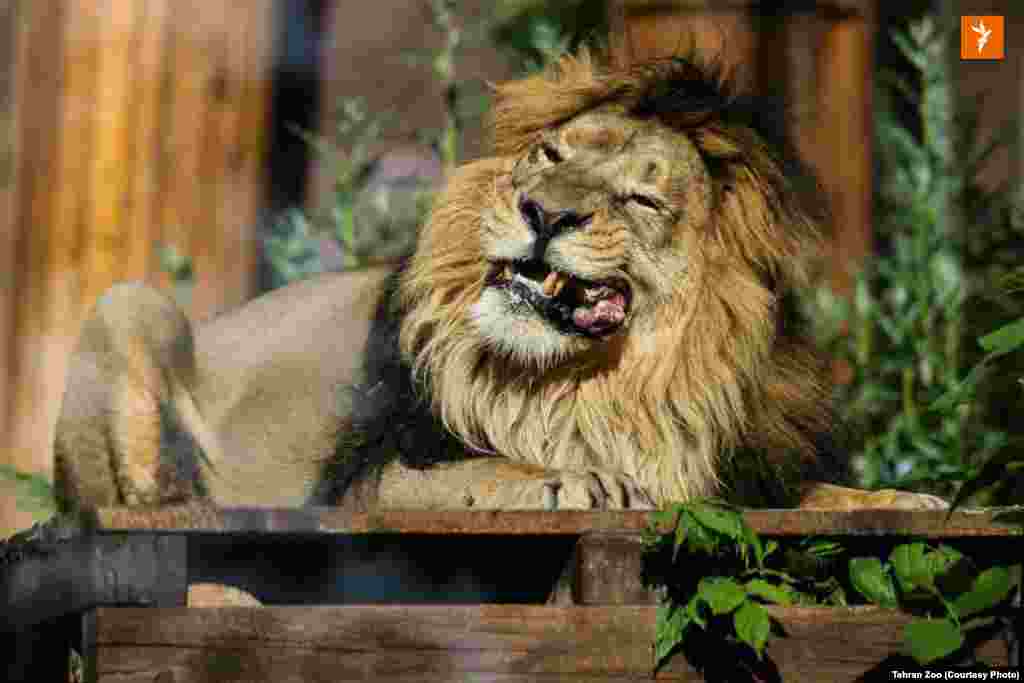 هیرمان در حال خوردن جیره&zwnj;غذایی روزانه.&nbsp;
