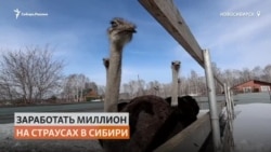 Фермер решил выращивать страусов в Сибири