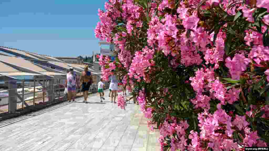 Цветущий рододендрон на набережной Гурзуфа, Крым