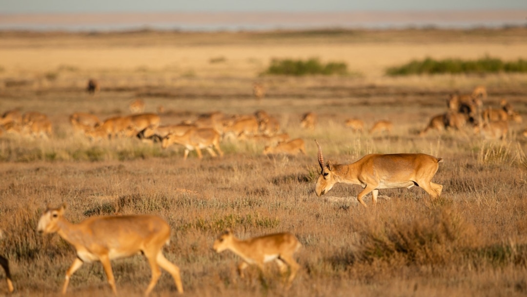 Етік киген қыздардың допты ұрып жатқаны туралы бейнені қараңыз.