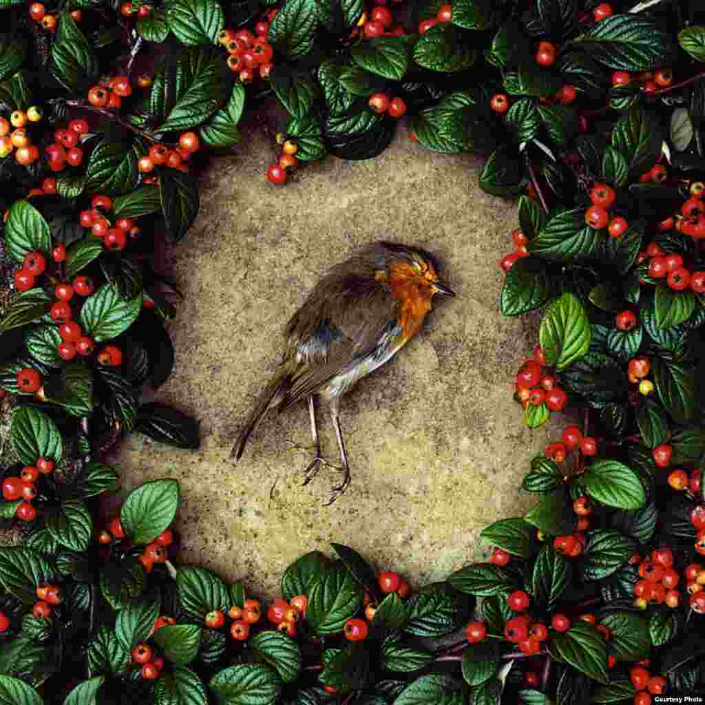 © Tamany Baker,Velika Britanija (lijepa umjetnost/konceptualna izgradnja)