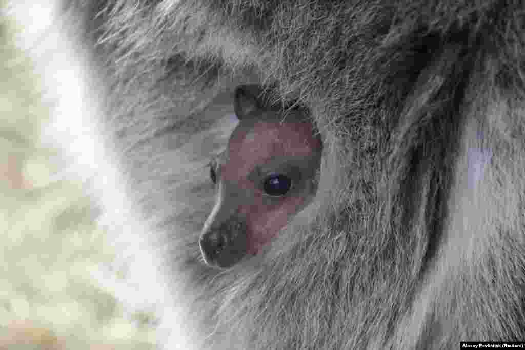 У Бахчисараї з початку року народилися два кенгуру
