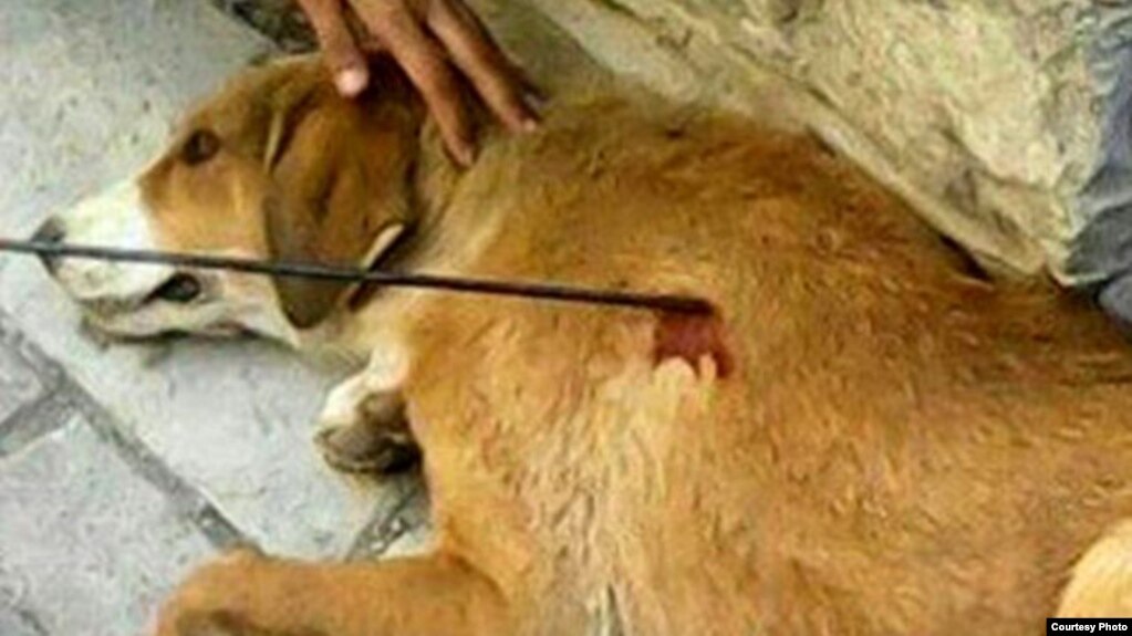 عکسی که خبرگزاری ایسنا به همراه خبر منتشر کرده است