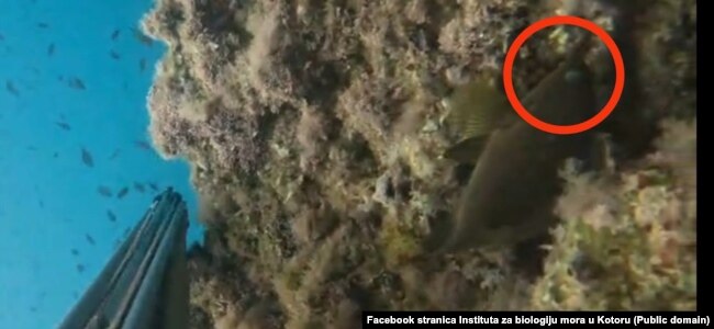 Një peshk i sëmurë në fund të detit, fotografia e të cilit është dorëzuar nga peshkatarët në Kotorr.