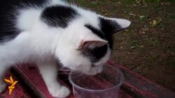 Хопіць піць — трэба жыць