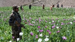 افراد طالبان در حال تخریب مزارع کوکنار در ولسوالی یفتل پایان ولایت بدخشان