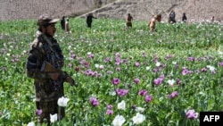 افراد طالبان در حال تخریب مزارع کوکنار در ولسوالی یفتل پایان ولایت بدخشان