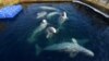 A group of captive beluga whales swim in a pool in Russia's Pacific region of Primorye.