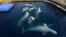 A group of captive beluga whales swim in a pool in Russia's Pacific region of Primorye.