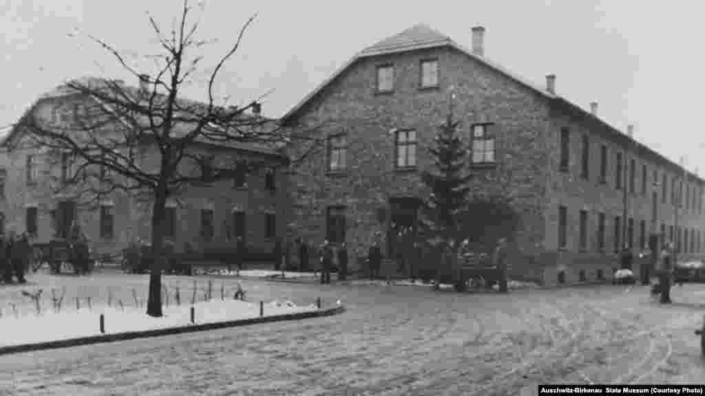 Нацисти садять ялинки на території табору біля 15-го блоку. На фото праворуч &ndash; туристи, січень 2015 року