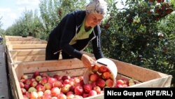 Recoltă de mere în satul Unguri, Raionul Ocnița