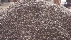 د خوست د زڼغوزیو کاروباریان وايي حاصل یې ډېر خو ګټه یې کمه ده