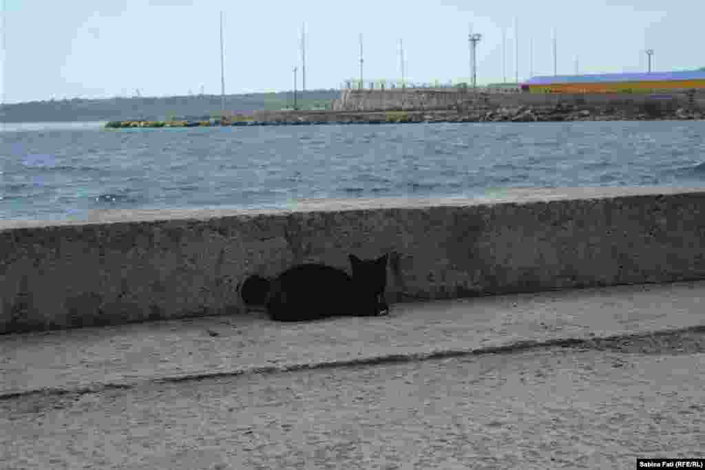 Kerci, Crimeea, Ucraina 2016. O pisică la plajă