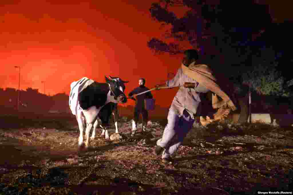 Banorët duke u larguar bashkë me kafshët e tyre, teksa një zjarr i egër përhapej me shpejtësi në periferinë e Athinës, në Greqi. (7 gusht)