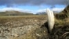 Egy gyapjas mamut agyara áll ki a földből a szibériai Wrangel-szigeten. A fotót a Nature magazin közölte eredetileg.