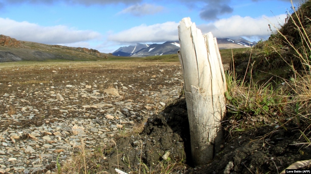 Permafrost covers 95 percent of Yakutia, and as it thaws, it is attracting international researchers eager to study the remains of mammoth and other ancient specimens that the Earth is coughing up.