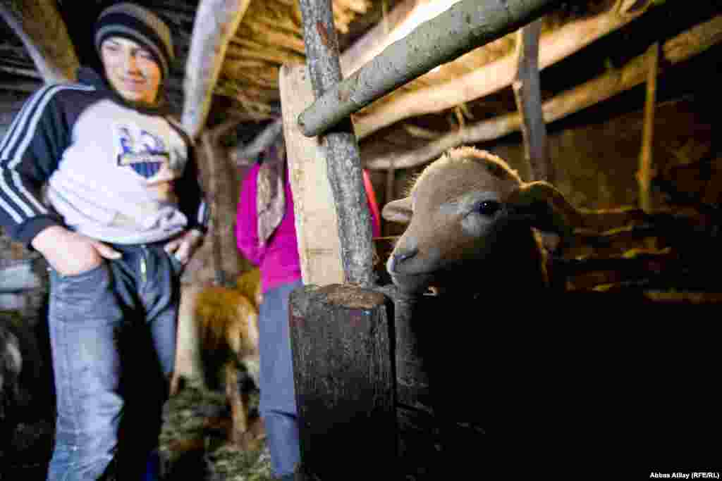 Hava soyuq olduğuna görə adətən heyvanlar tövlədən çölə buraxılmır.