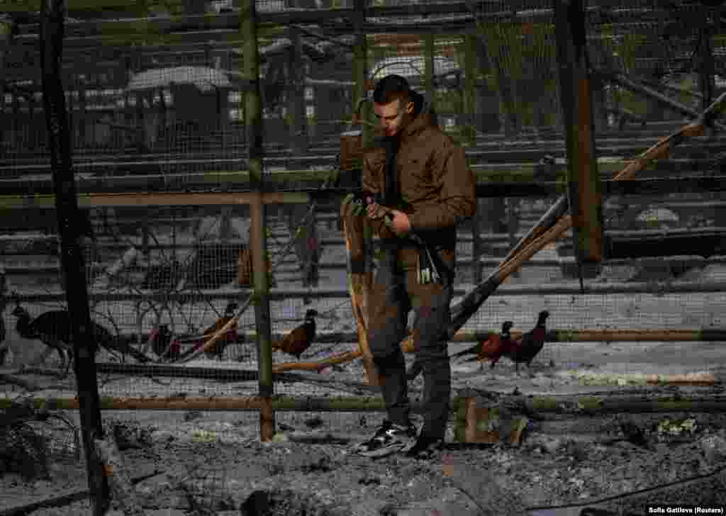 Працівник екопарку рятує з пошкодженого вольєра павича.Засновник зоопарку Олександр Фельдман неодноразово закликав український бізнес повернутися до Харкова. «Патріотизм – це не просто співчуття, патріотизм – це дії. Повертайтеся додому, створюйте робочі місця, сплачуйте податки», – написав він у дописі, опублікованому в жовтні 2024 року