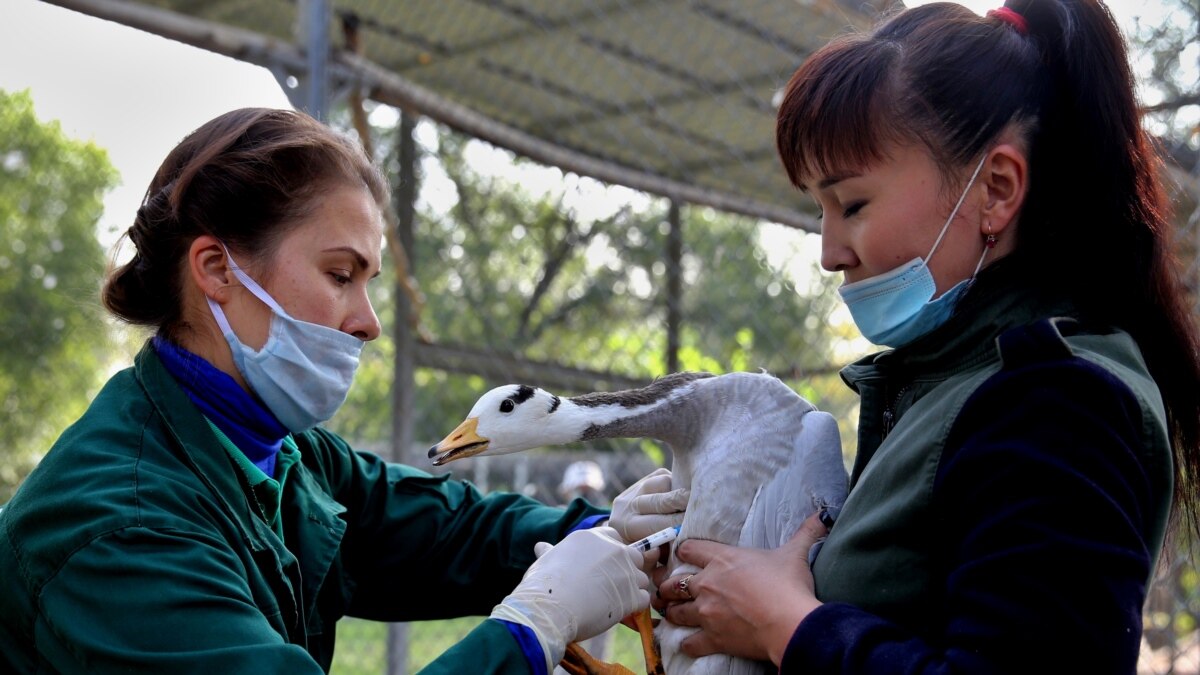 Another Village Locked Down In Kazakhstan Over Bird Flu