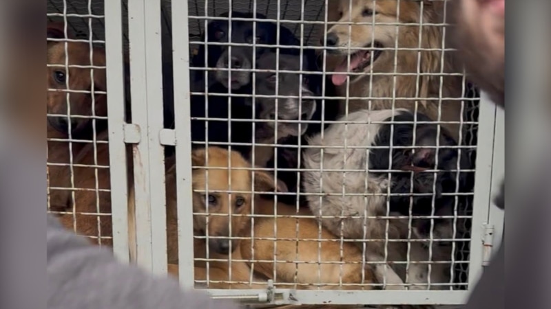 „შვილივით გაზრდილ ძაღლს ვერ ვპოულობ“ - მიუსაფარი ძაღლები ზუგდიდიდან წაიყვანეს