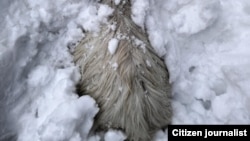 مواشی یک چوپان که در نتیجۀ برف‌باری‌های اخیر ولسوالی وامای نورستان تلف شدند.