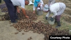 Şeker şugundyry (Illýustrasiýa suraty)