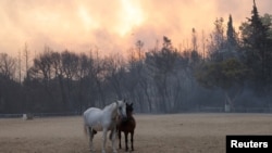 Animalele s-au aflat în pericol din cauza flăcărilor izbucnite lângă Atena.