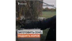 Пенсионер МВД из Томска вынужденно стал фермером