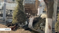 Ош шаарында 500 дарак кыйылат