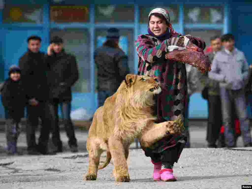 Zukhro, an employee of the city zoo, walks with Vadik, an 18-month-old male lion, on the territory of the zoo in the Tajik capital, Dushanbe, on January 20. Employees take the lion from its cage for a walk two times a week while holding a piece of meat to attract Vadik's attention so he walks nearby. Photo by Nozim Kalandarov for Reuters