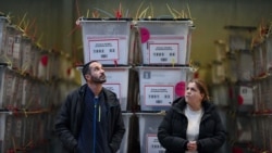 Punonjës të Komisionit Qendror të Zgjedhjeve pranë kutive me fletëvotimeve në një qendër numërimi në Prishtinë, më 24 janar 2026.