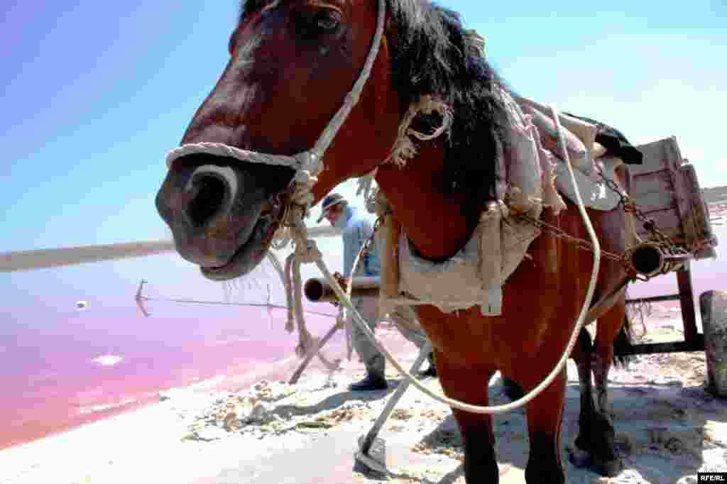 Çörəyi duzdan çıxaranlar #14