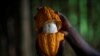 Плод какао, Кот-д’Ивуар