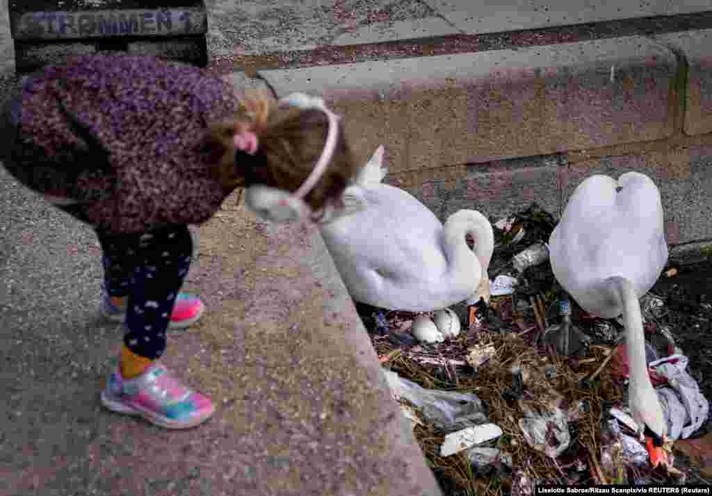 Koppenhágában figyeli egy kislány, hogyan épít szemétből fészket egy hattyúpár.