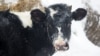 Cow under heavy snowfall