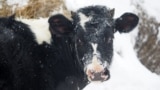 Cow under heavy snowfall