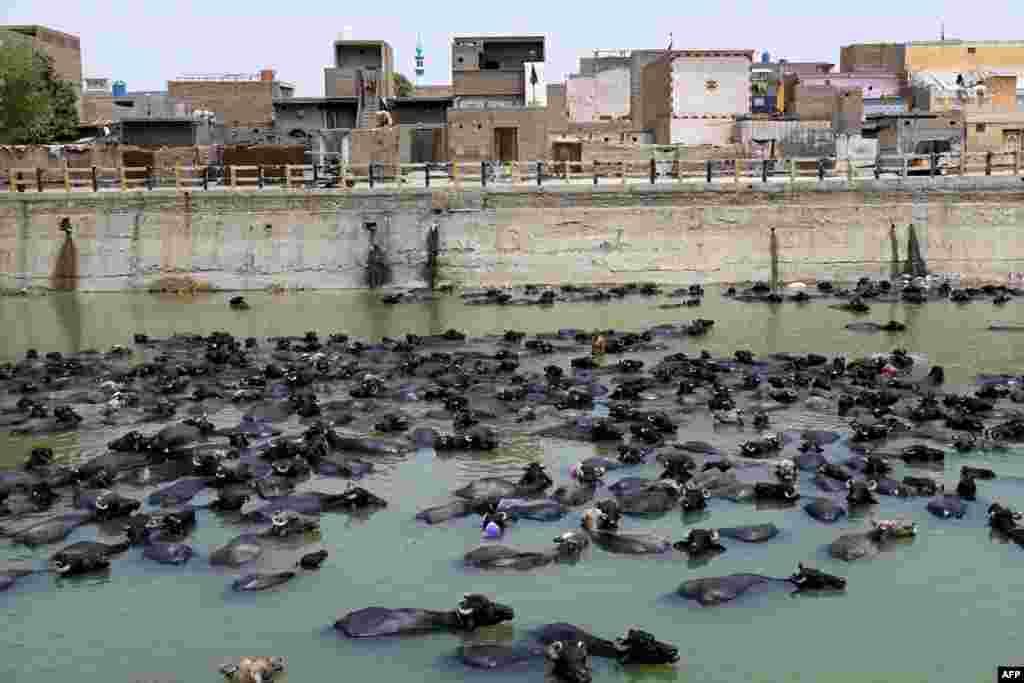Buffaloes are pictured in a canal on a hot summer day in Larkana in Pakistan.