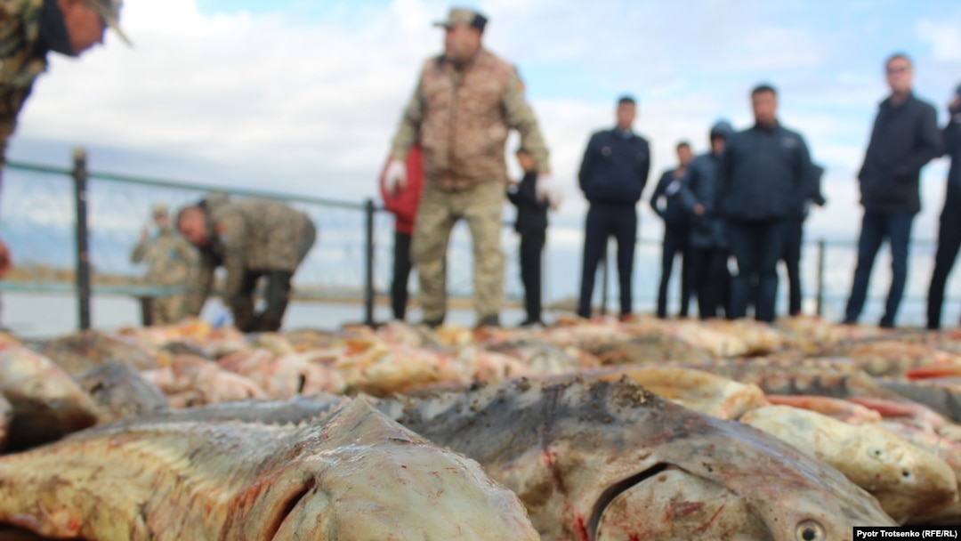 Ресей полицейлері бейнеленген порно видеолар